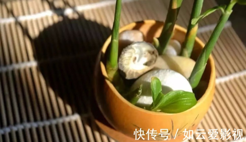 晾晒|吃不完的老姜这么一盆栽,来年就能收获新姜,平时堪当驱蚊剂