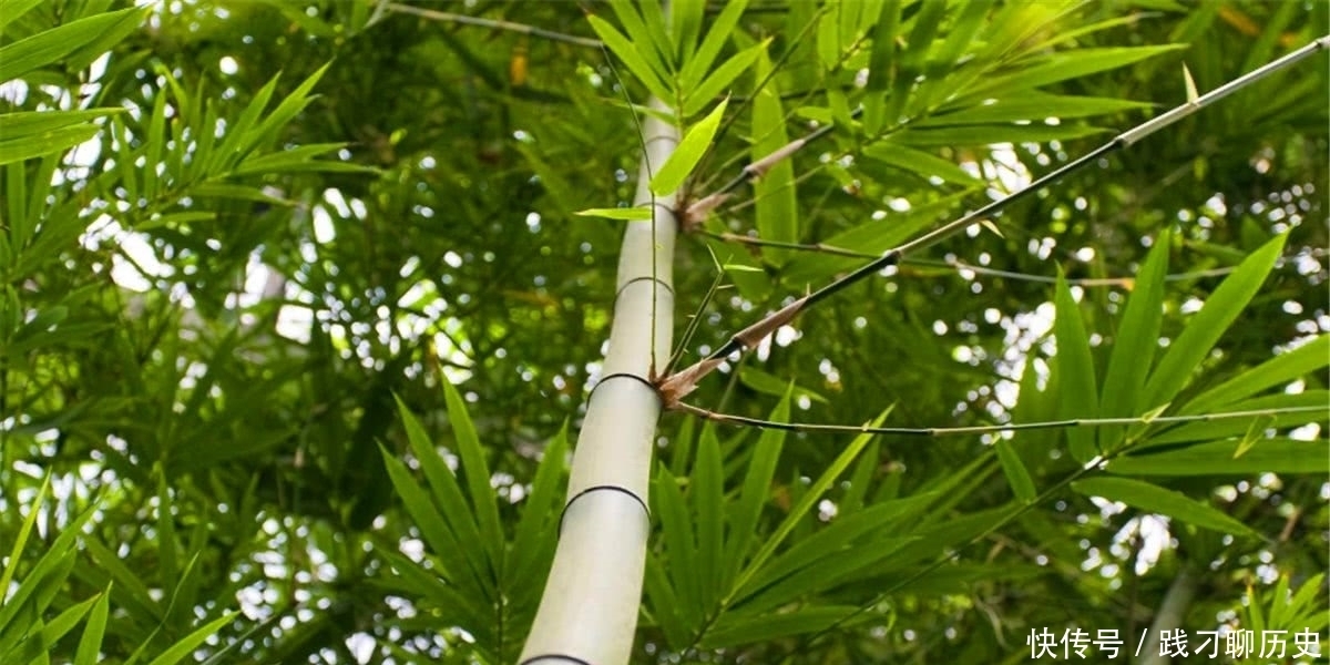 子孙|农村俗语:“门前种竹,子孙享福”,有理吗?老祖宗传下的讲究