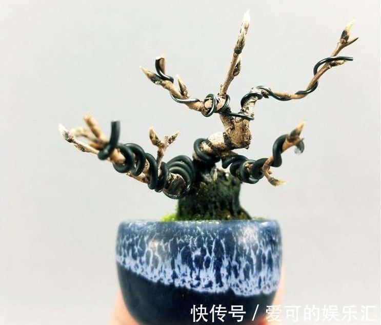 老鸦柿盆景这样养护管理,不仅挂果多,而且长的又旺