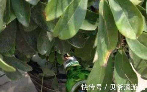 盆土板结怎么办，教你学4招，土壤松软如面包，快瞧瞧吧