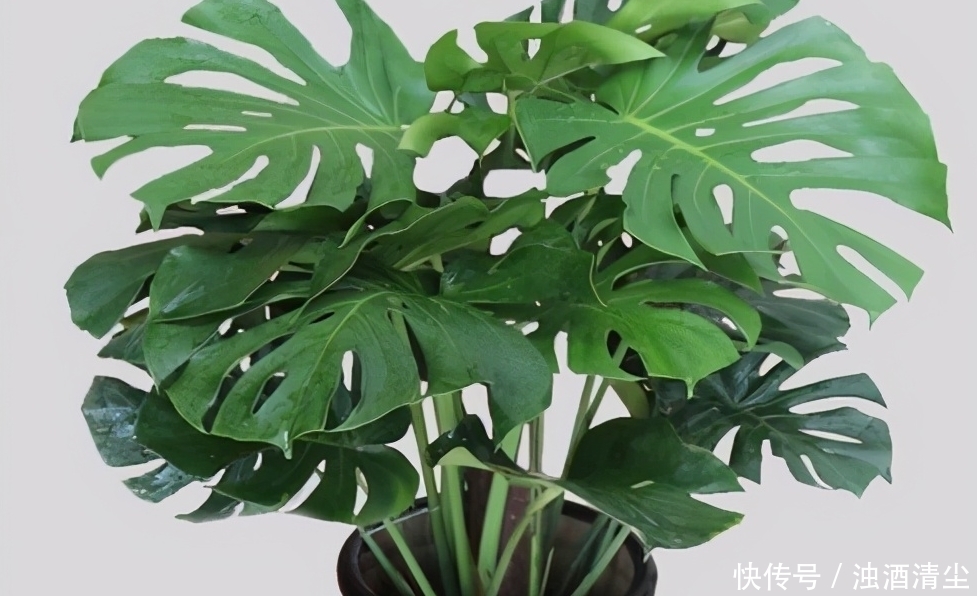 进入1月,给家里养“3种花”,寓意好、空气清新,越养越喜欢