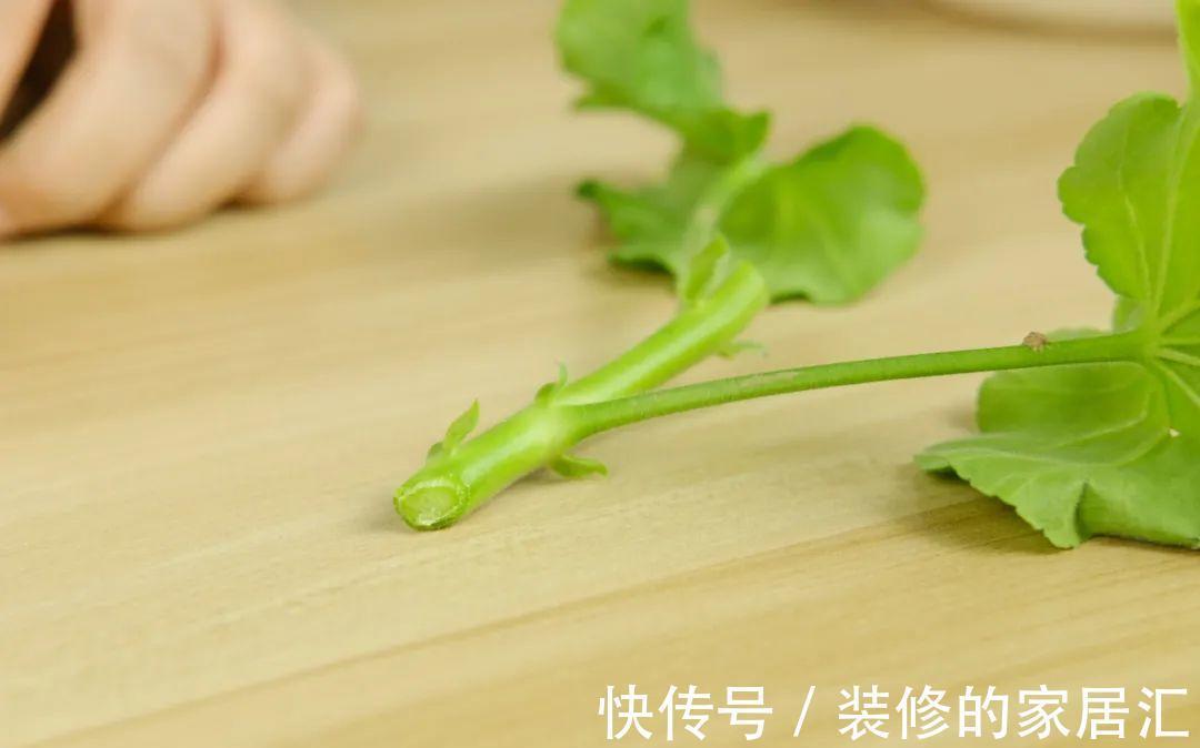 枝条|6种花别养老桩,越老越不开花,赶紧扦插备份