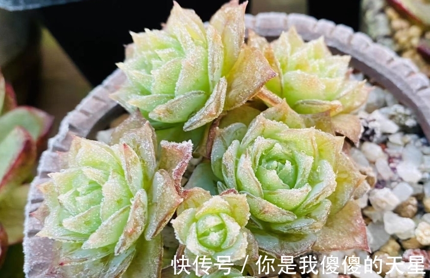 放在楼顶的多肉虽有轻微冻伤,但问题不大,目前依然还在坚持露养