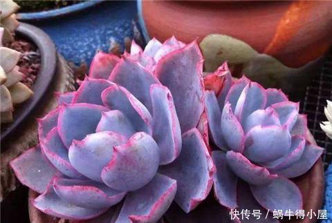 褪色|这3种多肉,到了夏天越晒越美,不徒长不褪色,典型的颜值担当