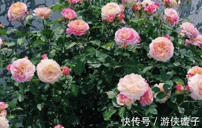 有机肥|月季花为什么开花越来越浅,颜色越来越淡,3个原因区分对待