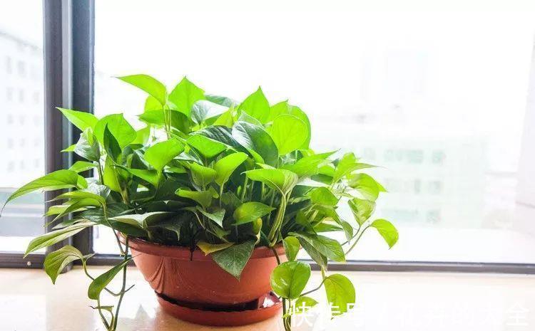 利于健康的“9种花”，株型雅致有格调，寓意“吉祥”有韵味