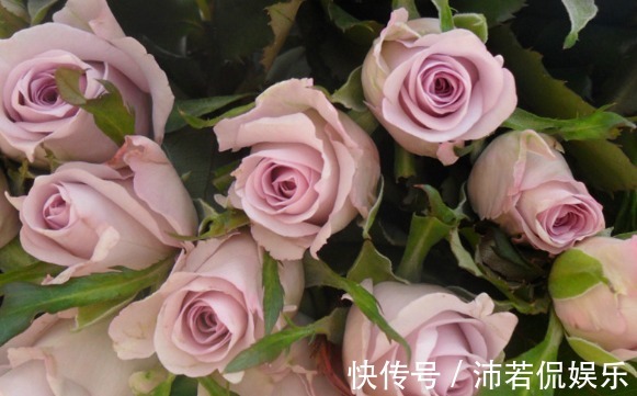 寓意|大家见过“海洋之歌玫瑰”吗柔和典雅,古典清幽,颜值高寓意好