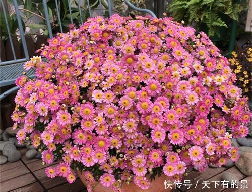 春天|春天养花有3“忌”，及时避开花花长得旺，不然养一盆死一盆