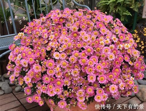 花卉|春天养花有3“忌”,及时避开花花长得旺,不然养一盆死一盆