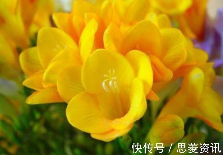 玉兰香|几种花养在家里，一整年都有好运气，开花漂亮财运来，一养就上瘾