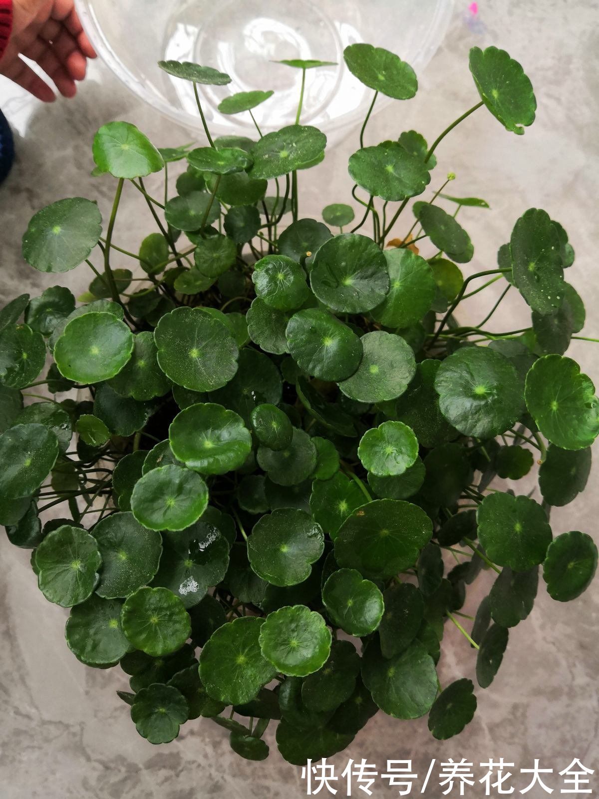 家里要是有院子，千万别养这4种花，泛滥了不好收拾