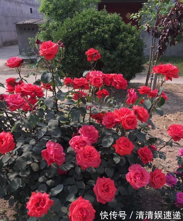 切口|月季花败后，“三动作”修补下，复花速度快，长势更欢快