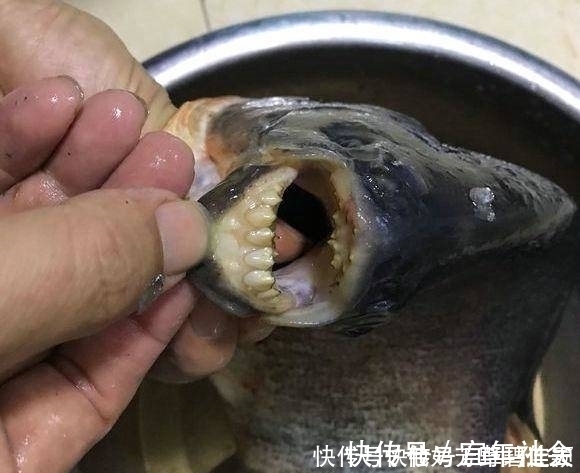 珠江入水口，洪水冲来大量“食人鲳”，牙齿尖锐，三五斤一条