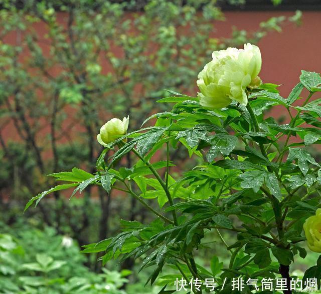 绿色的花朵见过吗这5种绿色花,各个都是珍品,见过的人不多