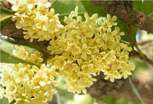 川贝母|中医主任:它是肺部的“天然清道夫”,每天喝2口,让肺慢慢变好