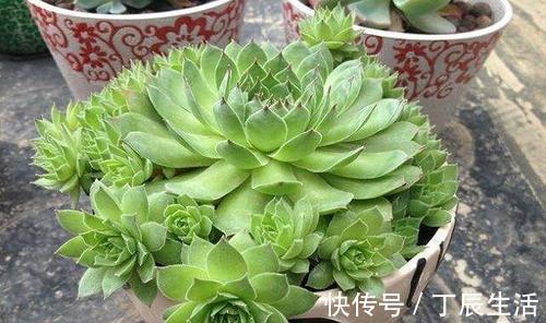 观音莲|公认好养的4种多肉植物,养一年就能长满盆,像是从花盆里流出来