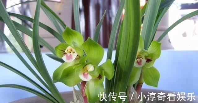 成活率|九月栽种兰花,送你几招,成活率高