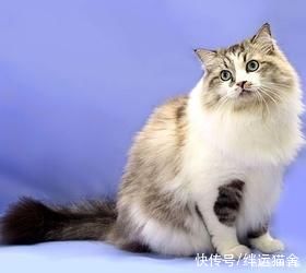 买到猫鼻支猫，猫鼻支怎么治疗