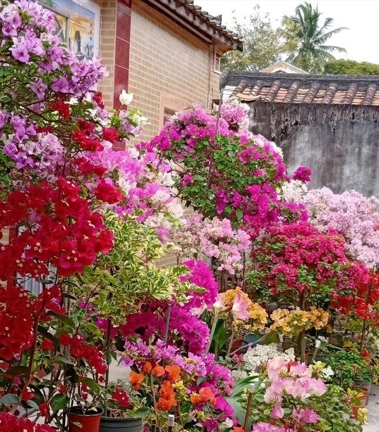 漂亮|4种漂亮花,开完花剪一波,旁边冒侧芽,下一茬花更多