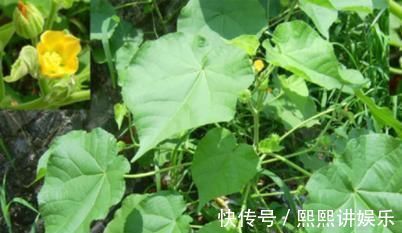 苦菜|被当杂草的野菜,摇身一变成人们哄抢的爆款中草药,了解下