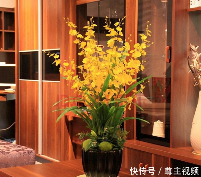 6种“热门”年宵花,个个喜庆吉利,雍容大气,颜值高,寓意好!