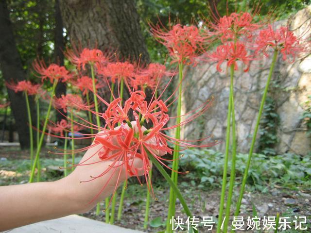 头花|坟头花、棺材菌，老人说的“禁忌植物”有多玄幻？年轻人你见过吗