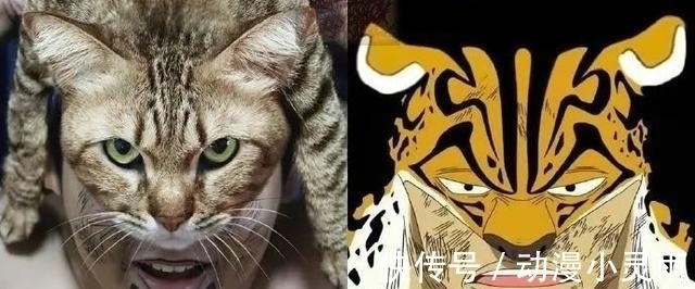 cos|泰国小哥灵魂cos海贼王,一招还原娜美身材,cos梅丽号亮了