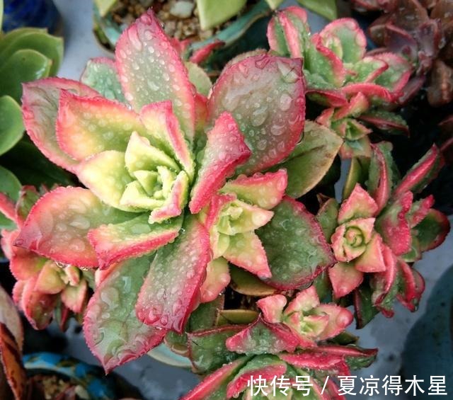 艳如春华,灿若日辉,掌握这几种技巧,你的艳日辉也能这样美!