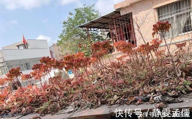 小苗|家庭养6种花“要当心”,容易出现“生物入侵”,天天起来要清理