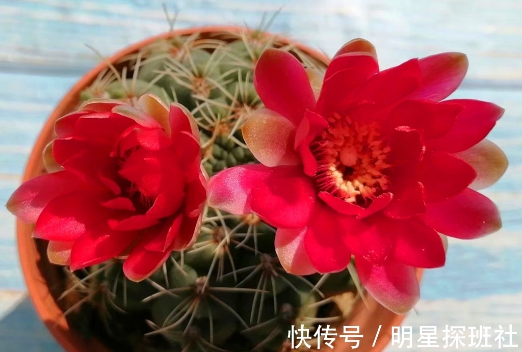 蓝豆|6种多肉秋天施点肥,爆头又上色,但有两类多肉秋天也不适合施肥