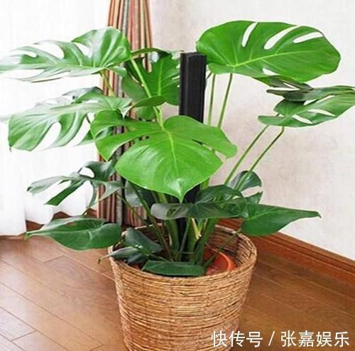 盆栽换上新土没几个月就板结怎么办别着急,撒点它十年不结块