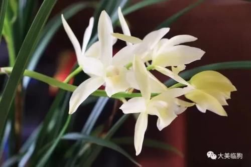 看看小编的兰花