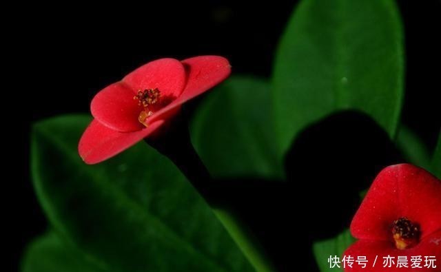 刺梅浇水|冬季在室内养虎刺梅,做好4+1,苗壮花艳更安心