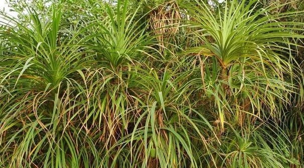 野外遇到这种植物不要放过,因为植物的根部能结出钻石