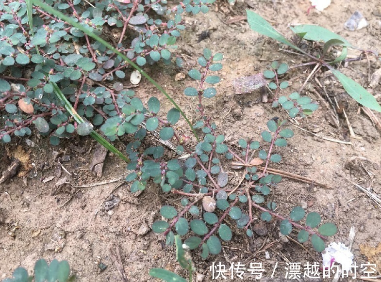 马齿苋|农村叫做“卧蛋草”的野草,是极其珍贵的药材,认识吗