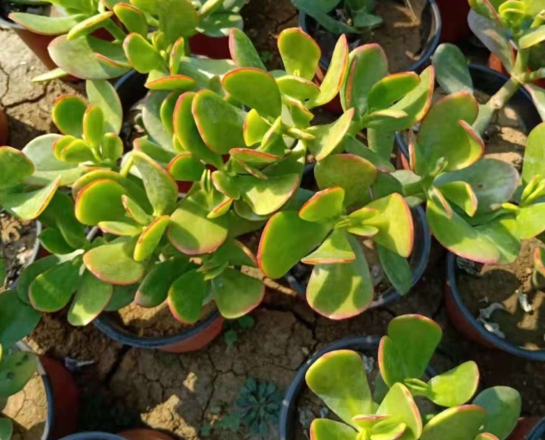 养花|园艺新人养花，室内搁2盆玉树，漂亮又上档次，寿命长达几十年