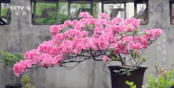 白居易：芙蓉芍药都是丑花！