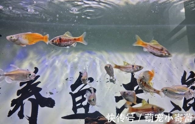 美人鱼|强烈推荐一种小众观赏鱼，欣赏效果很好，饲养难度极低
