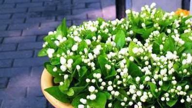 四季|养茉莉“小窍门”,秒变开花机器,四季开花不断,次次开花都爆盆