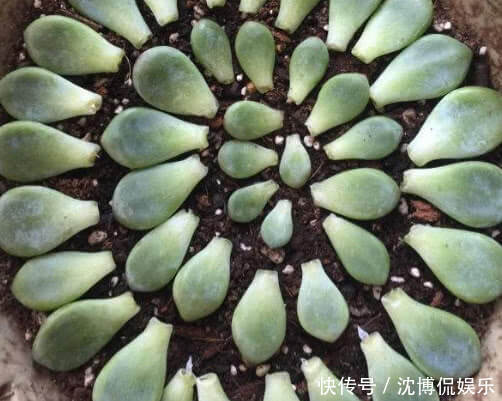 土壤|多肉劳尔如何叶插教你3个小步骤,叶插后快速生根越长越旺盛