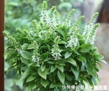 叶片|家里养盆这个花，全身上下带“香气”，能吃能泡茶，驱虫小清新！