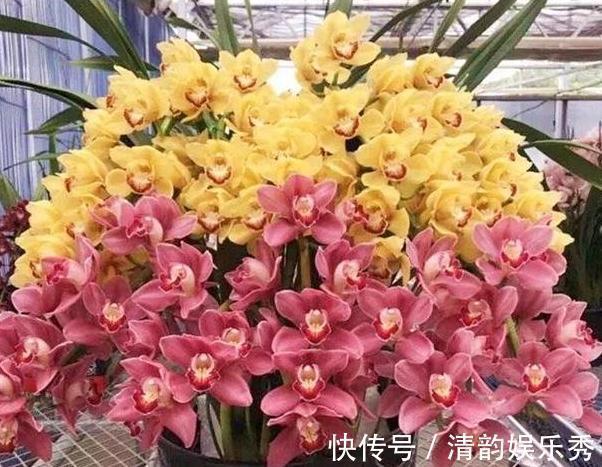 室内养花,盆栽首选懒人花,这4款适应性强、花期长、花量还大