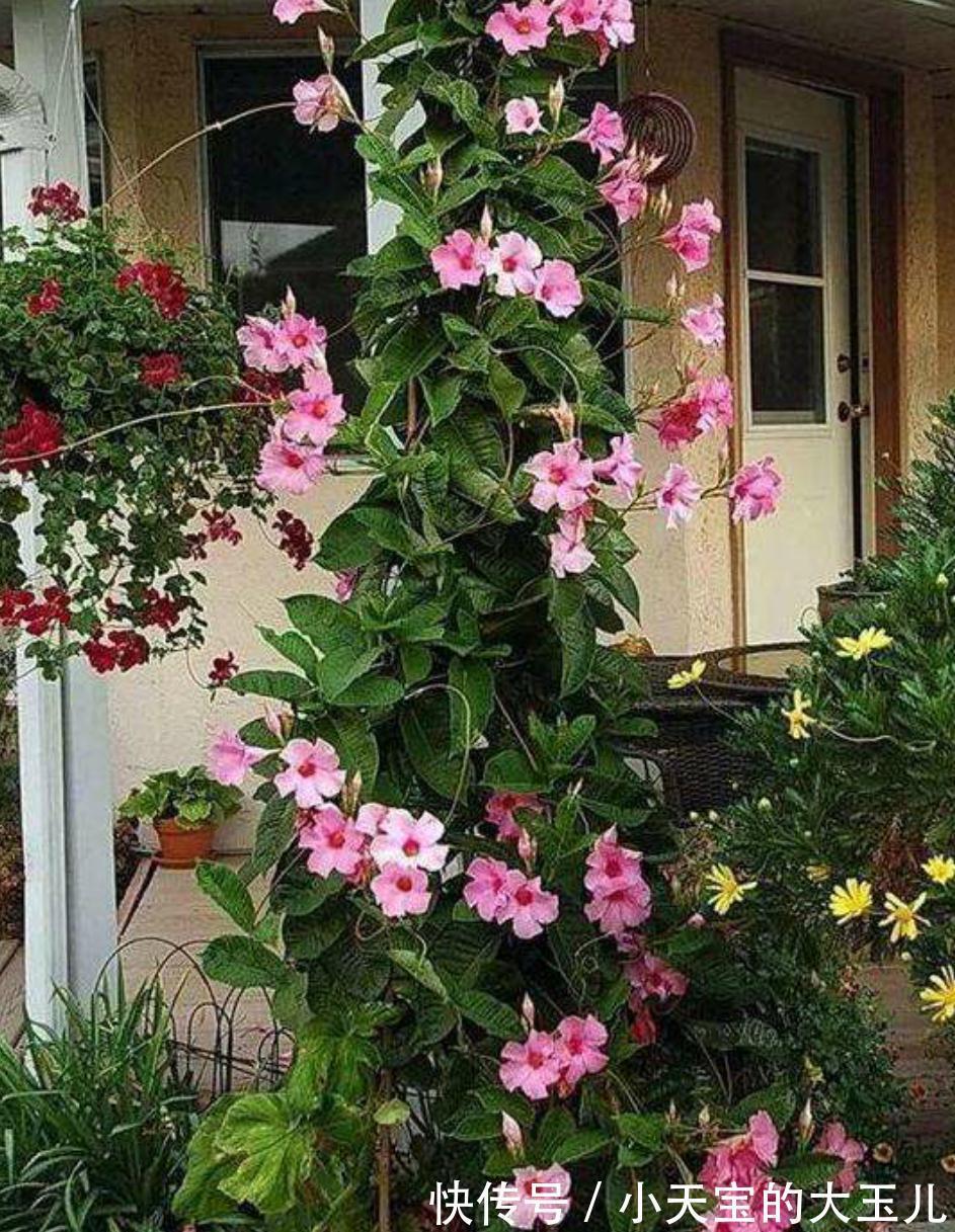 飘香藤与红蝉花，同科又同属，相似度太高，别买错了