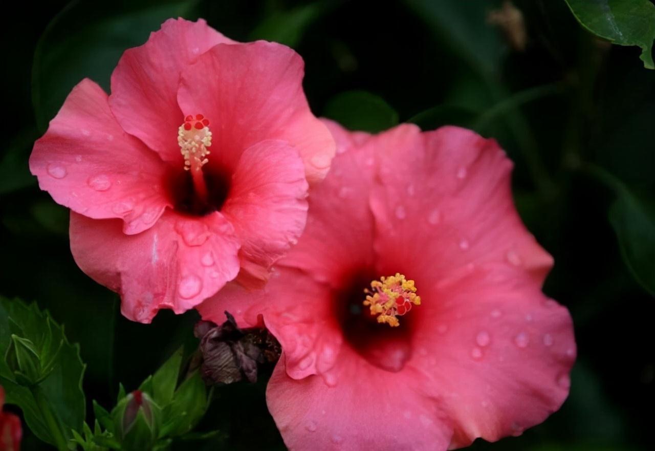 农历九月十八霜降后,养什么花?家里养3种花,合家平安幸福相随