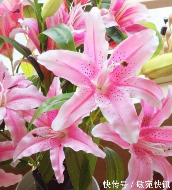 家里养此款花卉,便宜又好养,好养易爆盆,惊艳如花球,美翻了