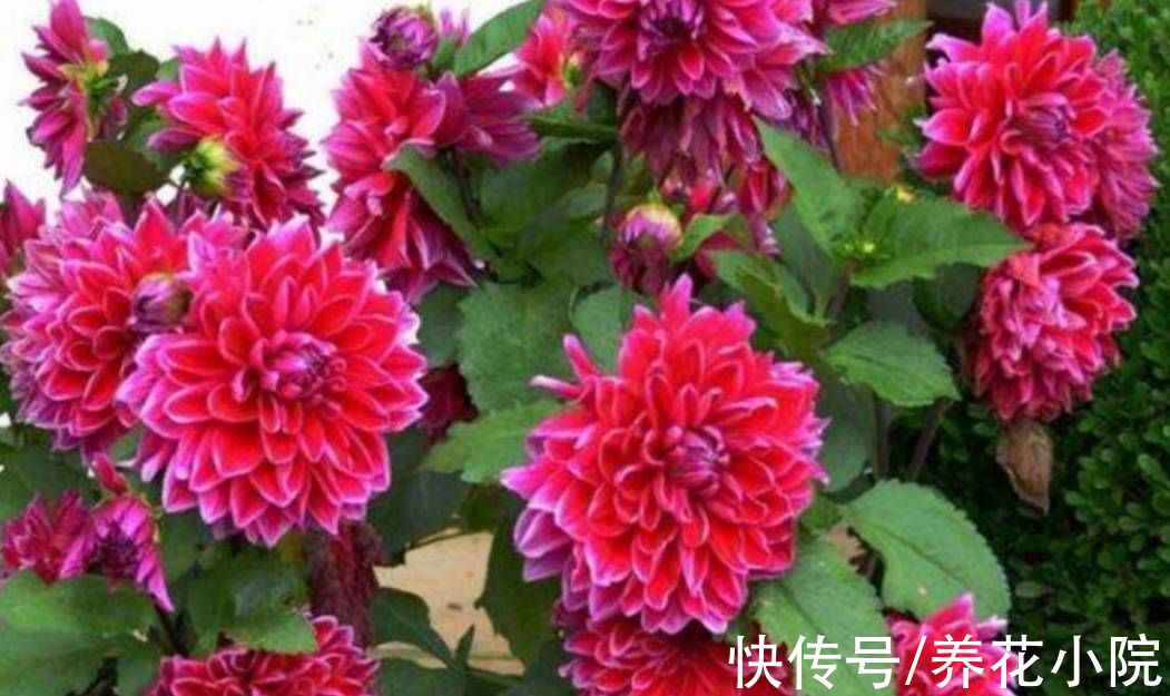 植株|院子里养1种花，开花硕大美艳，花期又长