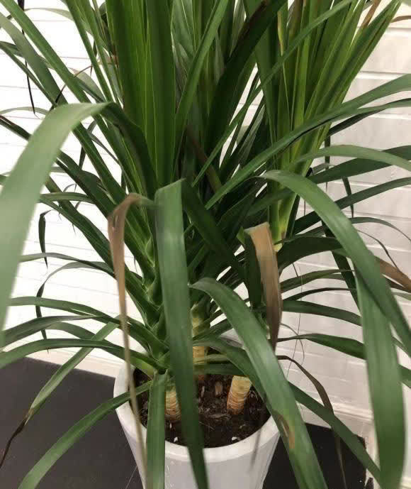 浇水有窍门,有些水能浇花,有些不能浇,分清楚,养花更轻松