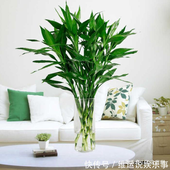 5种“花”养家中，能招财，能“镇宅”，比绿萝、发财树强多了！