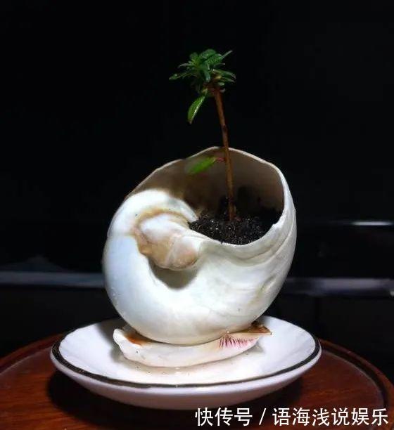 君子兰越小越值钱,养了4年,只有硬币大!