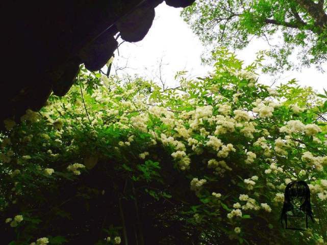 别养月季花了,此花一开香满院,一开花就变“花海”